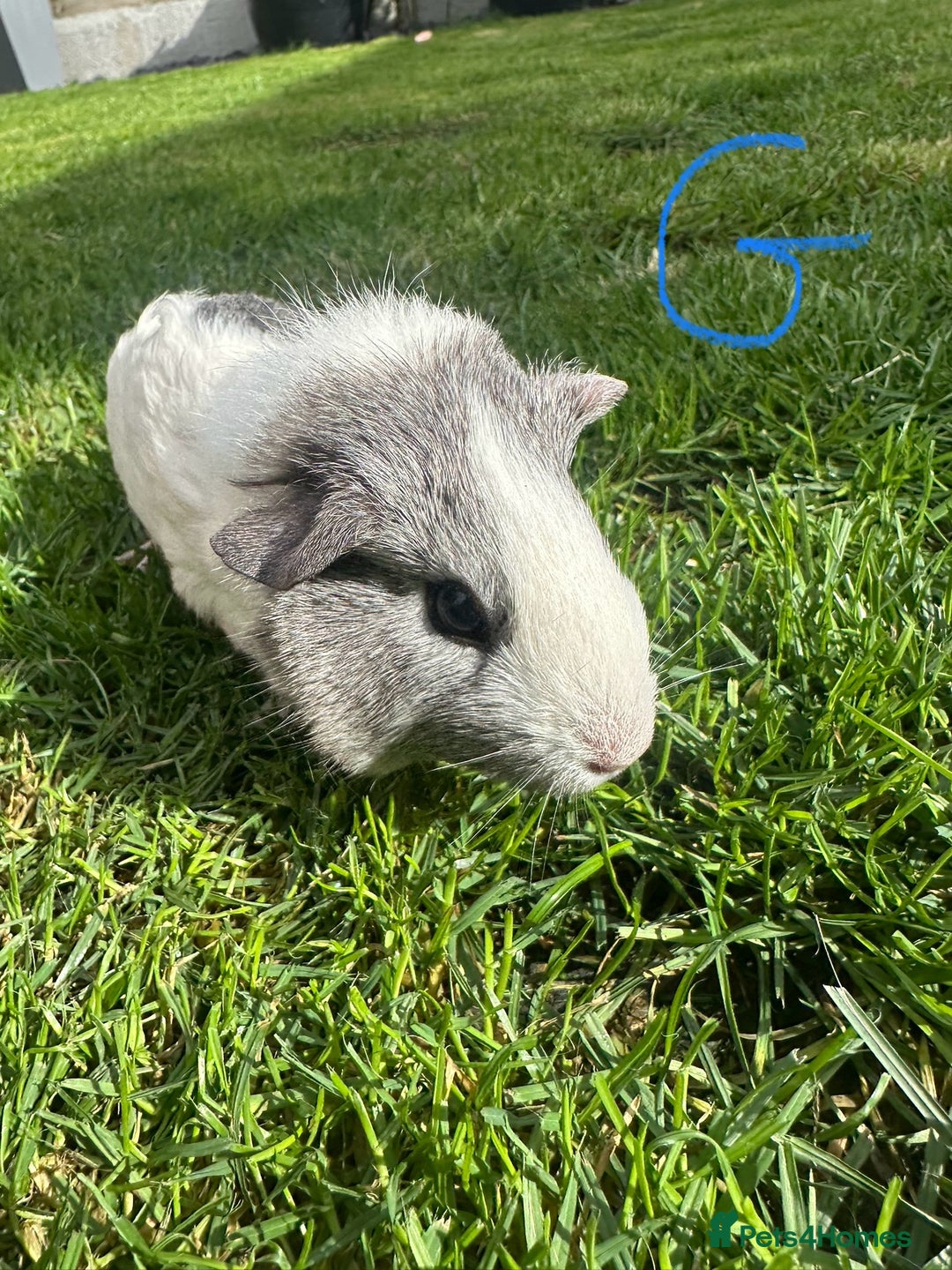 Guinea Pig rodents for sale: Female and male guinea pigs  - Image 7