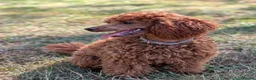 Miniature Poodle dogs for sale: EXCEPTIONAL DARK RED KC MINIATURE POODLE PUPPIES🐩 - Advert 4