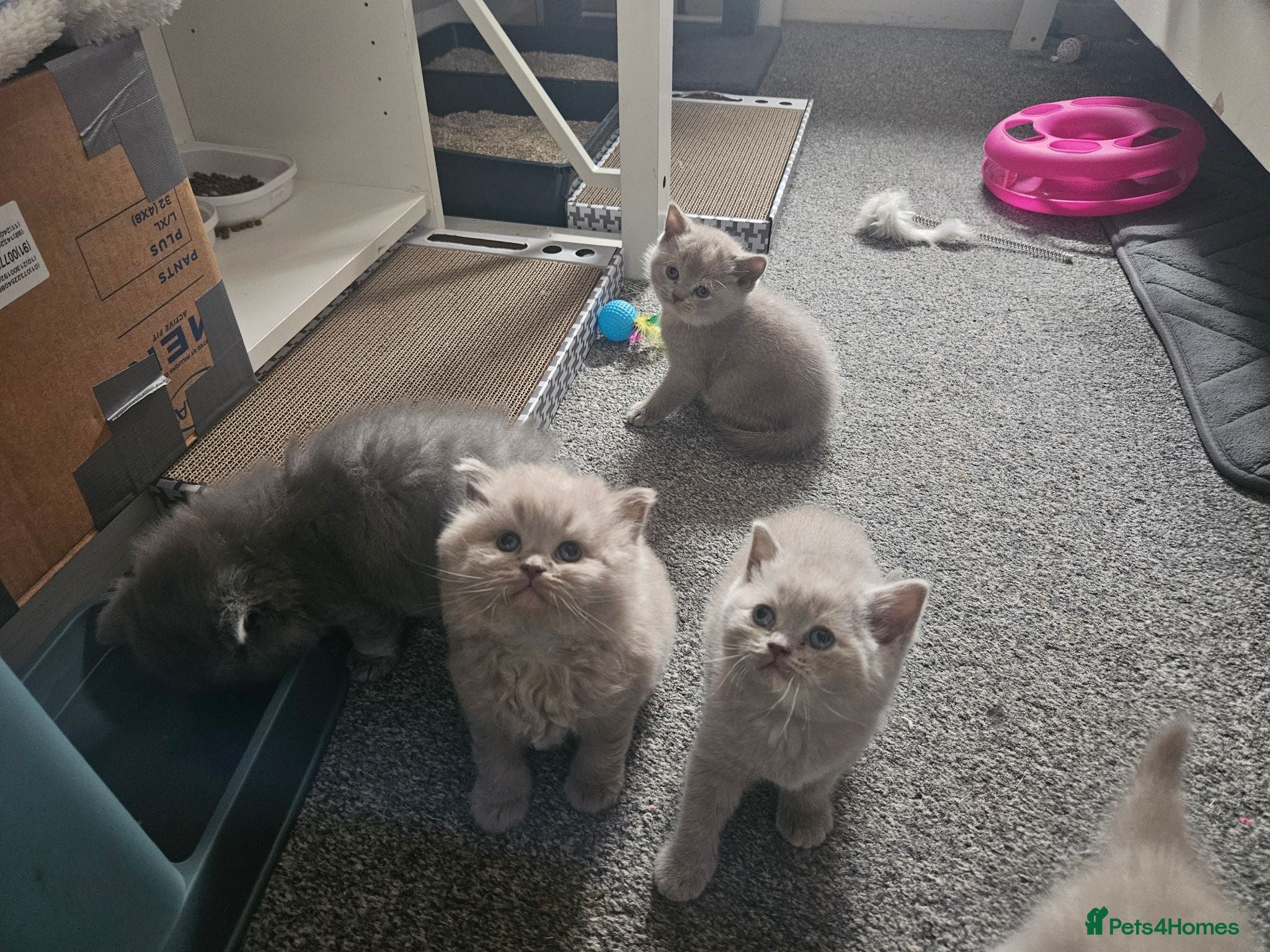 British Shorthair cats British shorthair  - Advert 1
