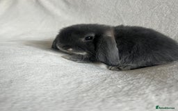 Mini Lop rabbits for sale: Mini Lops Ready To Leave Now - Image 6