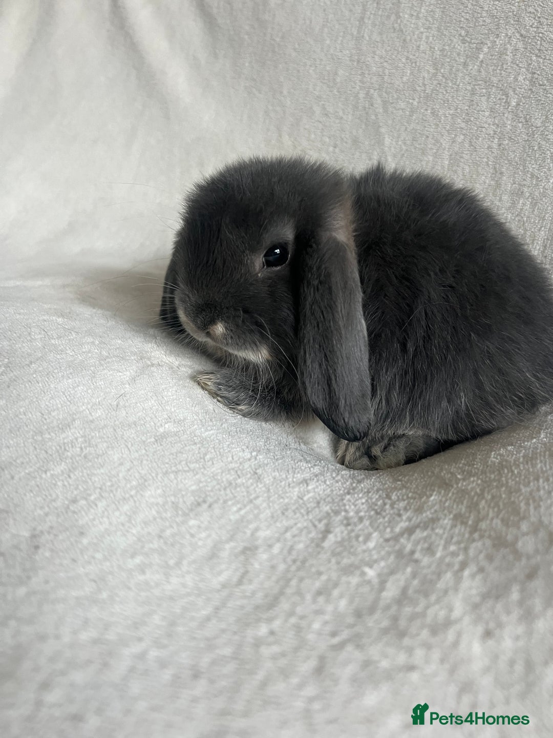Mini Lop rabbits for sale: Mini Lops Ready To Leave Now - Image 6