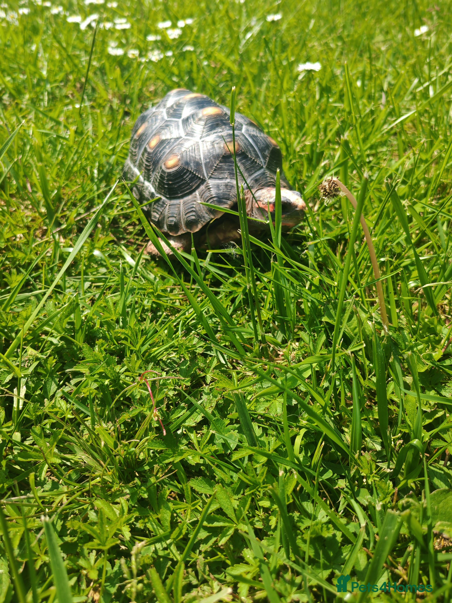 Tortoise reptiles Red footed tortoise for sale  - Advert 1