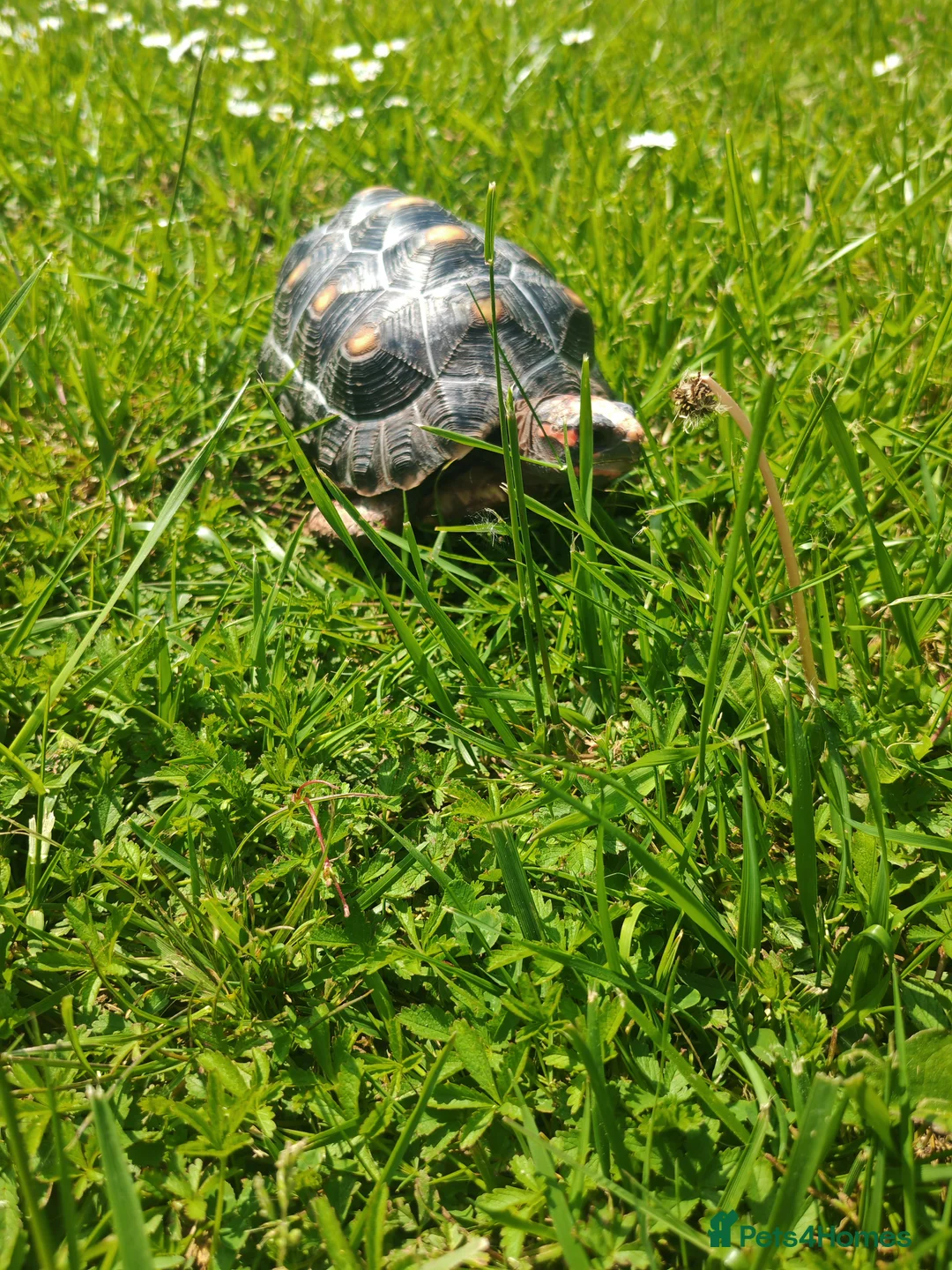 Tortoise reptiles for sale: Red footed tortoise for sale  in Romford - Advert 1