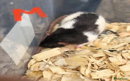 Rat rodents for sale: Friendly dumbo rats for sale  - Image 2