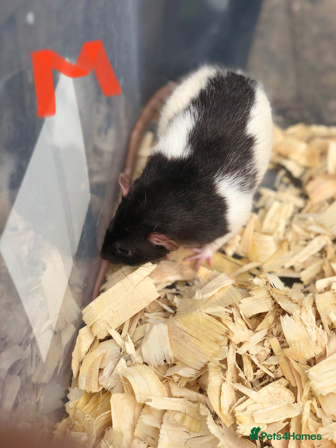Rat rodents for sale: Friendly dumbo rats for sale  - Image 2