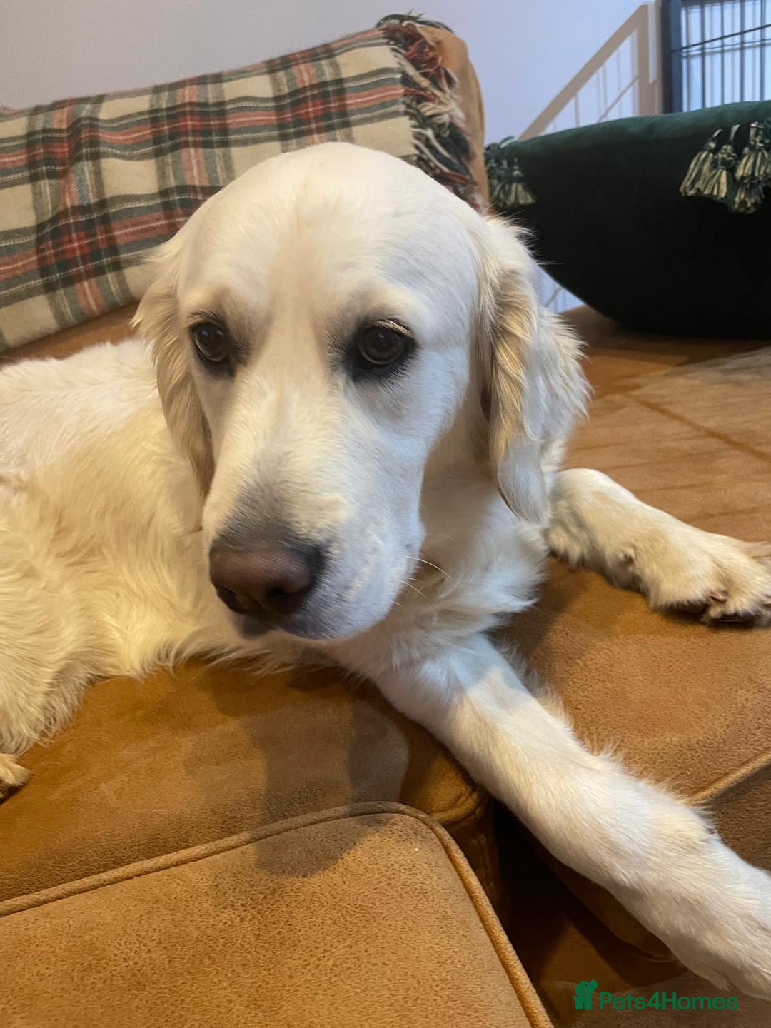 Golden Retriever dogs for sale: Golden retriever puppy’s from licensed breeder - Image 15