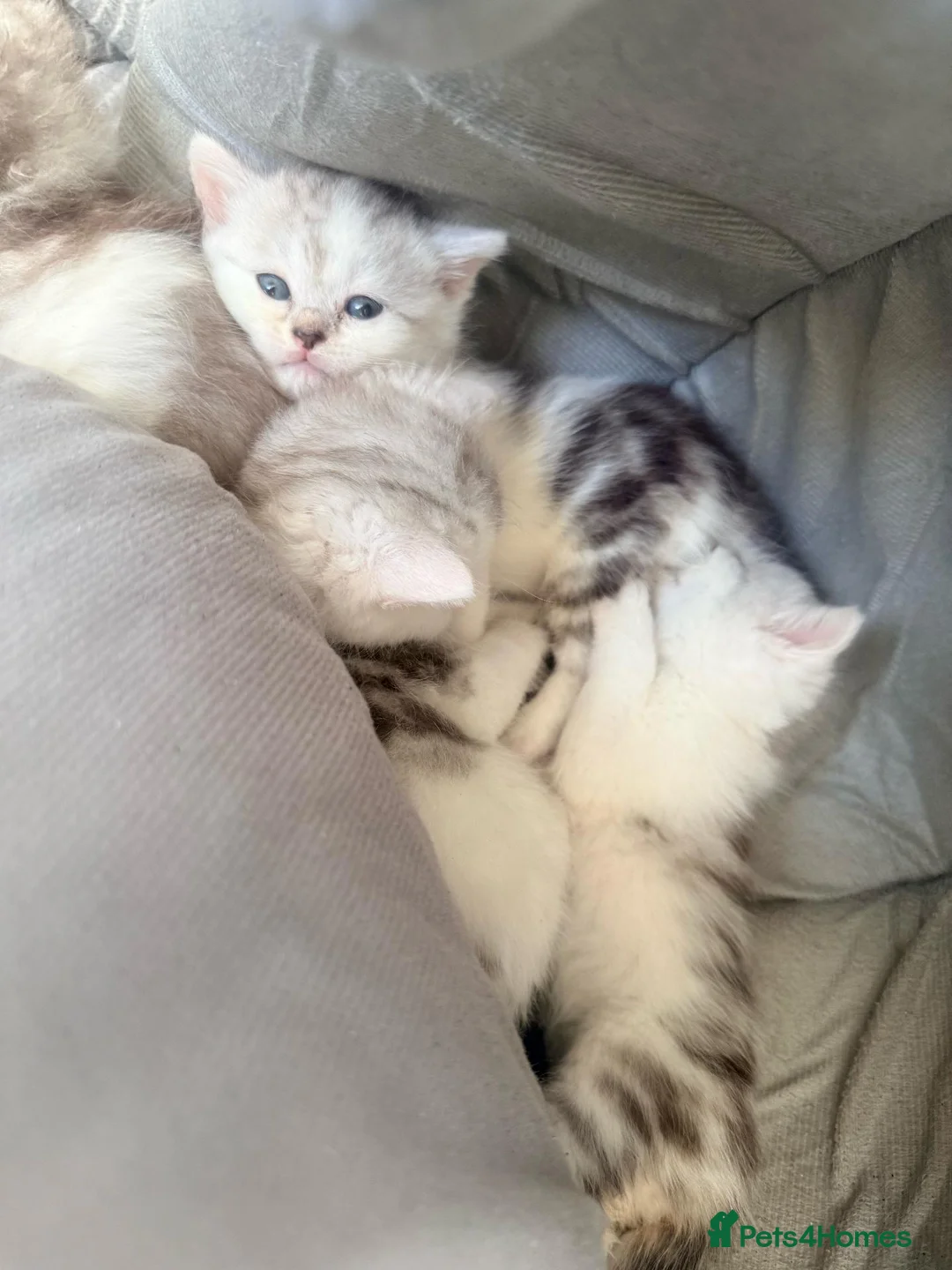 Mixed Breed cats for sale: Adorable Chinchilla Cross Kittens - 4 Available - Advert 2