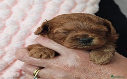 Mixed Breed dogs for sale: BEAUTIFUL SMALL MALTIPOO  BABY'S  - Image 7