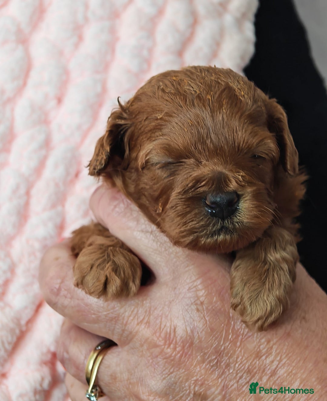 Mixed Breed dogs for sale: BEAUTIFUL SMALL MALTIPOO  BABY'S  - Image 7