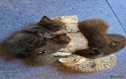 Mixed Breed cats for sale: Bengal cross. And ghost blacks - Image 3