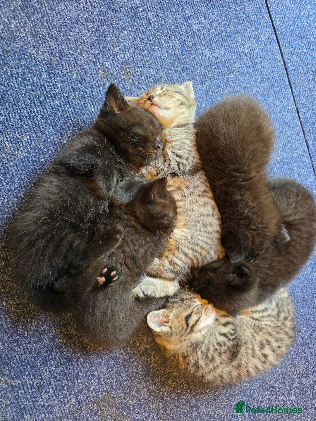 Mixed Breed cats for sale: Bengal cross. And ghost blacks - Image 3