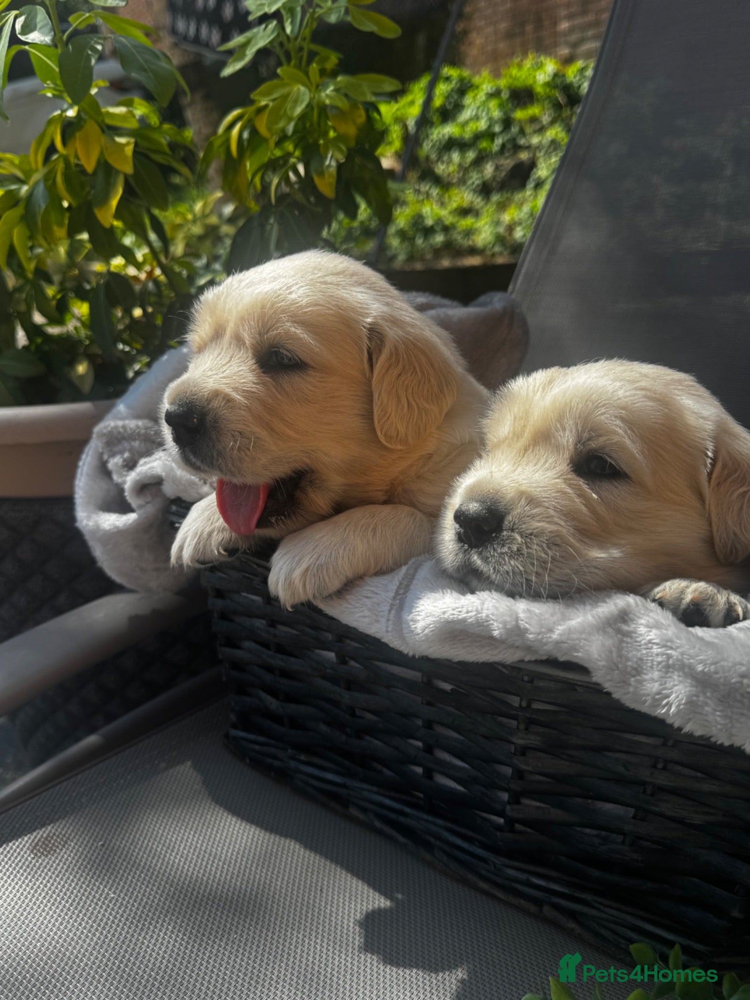 Golden Retriever dogs 9 exceptional Golden retriever  - Advert 1