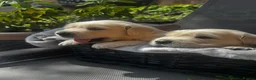 Golden Retriever dogs for sale: 9 exceptional Golden retriever  - Advert 24