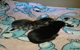 Mixed Breed cats for sale: Beautiful black female kitten - Image 6