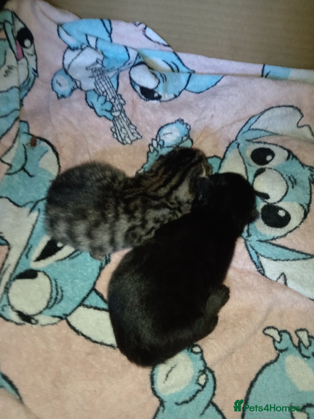 Mixed Breed cats for sale: Beautiful black female kitten - Image 6