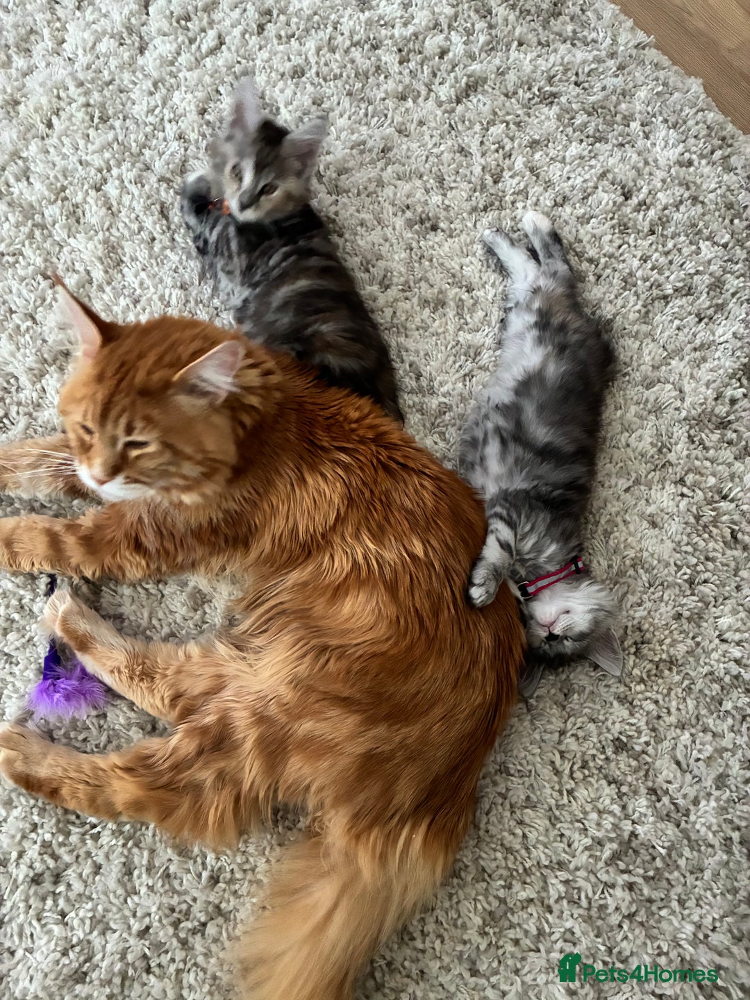 Maine Coon cats for sale: Ginger Maine coon boy - Image 6