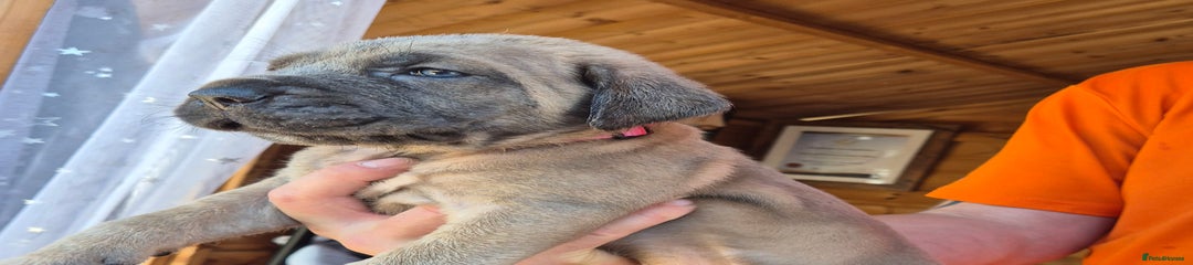 Cane Corso Puppy 7