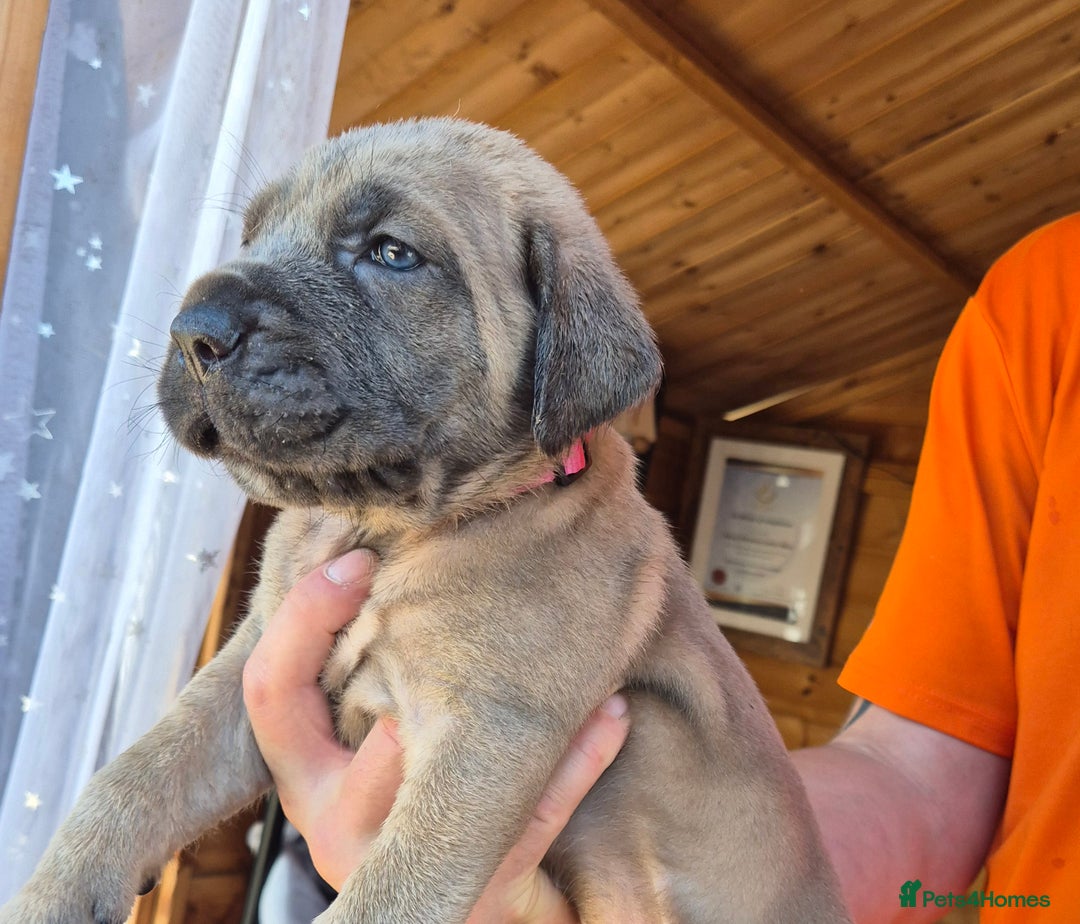 Cane Corso dogs for sale: Cane Corso (Rare Full Formentino Litter) - Image 10