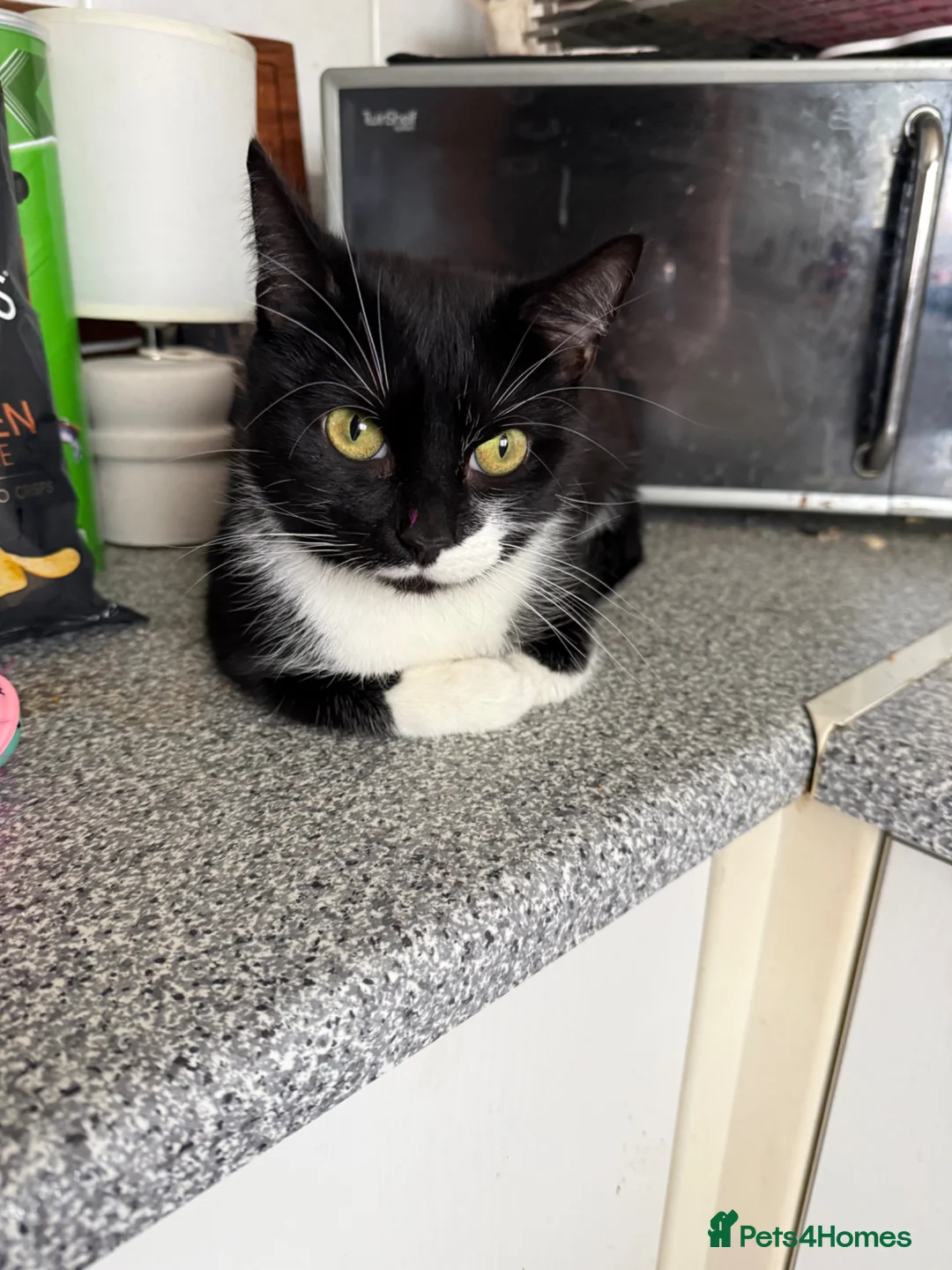 British Shorthair cats for sale: Beautiful 1 year old British Shorthair female cat - Advert 2