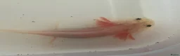 Axolotl reptiles for sale: Axolotl - Advert 29