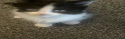 Turkish Van cats for sale: Only 1 male kitten left £100 - Advert 9