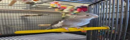 Cockatiels birds for sale: 2 hand reared cockatiels, cage and accessories  - Advert 5