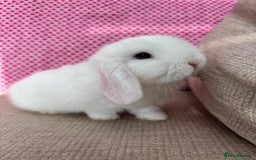 Mini Lop rabbits for sale: Beautiful mini lop kits  - Image 8