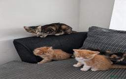 Mixed Breed cats for sale: Re advertising kittens  - Image 5
