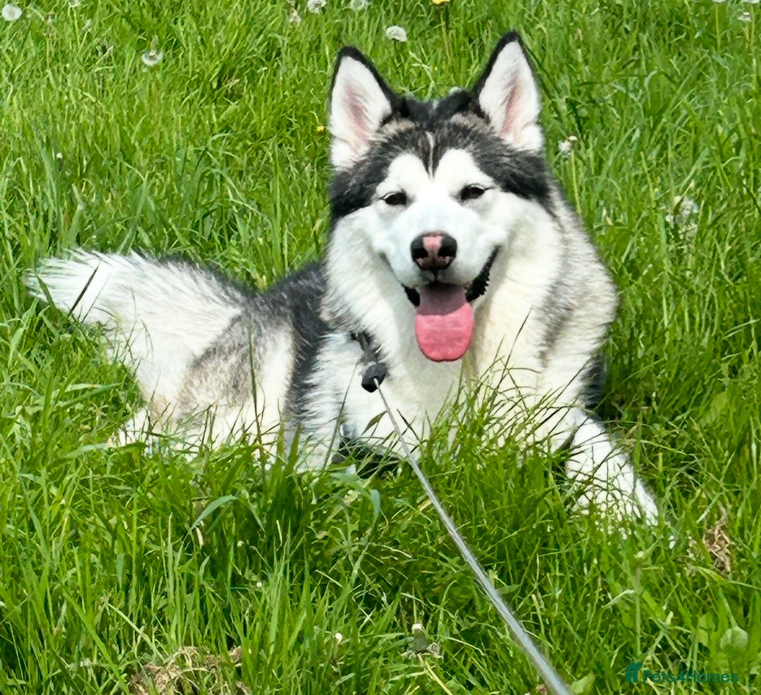 Alaskan Malamute dogs for sale: 3 year old KC registered female Alaskan malamute - Image 5