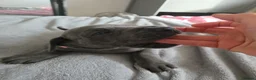 Great Dane dogs for sale: Great dane pups  - Advert 20