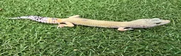Leopard Gecko reptiles for sale: Leopard Geckos in Kingston upon Thames - Advert 4