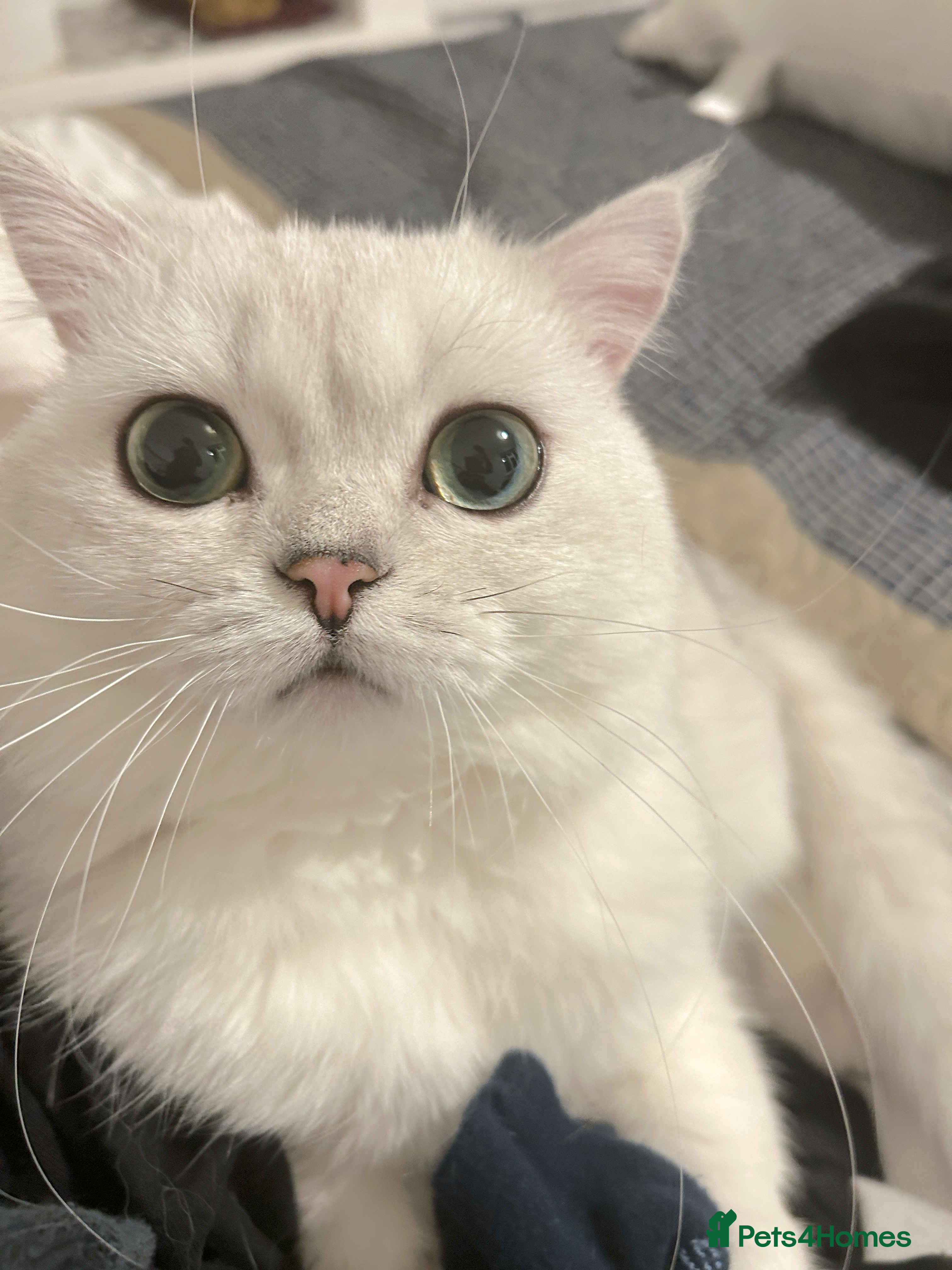 British Shorthair cats Teddy bsh - Advert 1