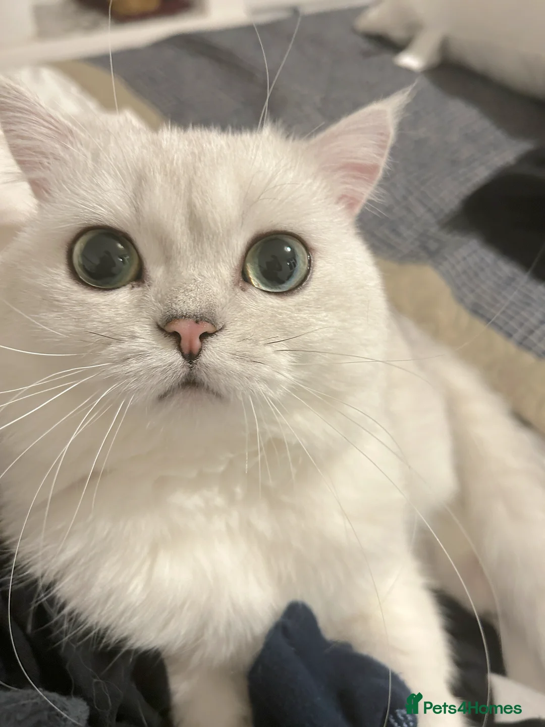 British Shorthair cats for sale: Teddy bsh in Surbiton - Advert 1