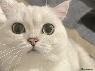 British Shorthair cats Teddy bsh - Advert 1