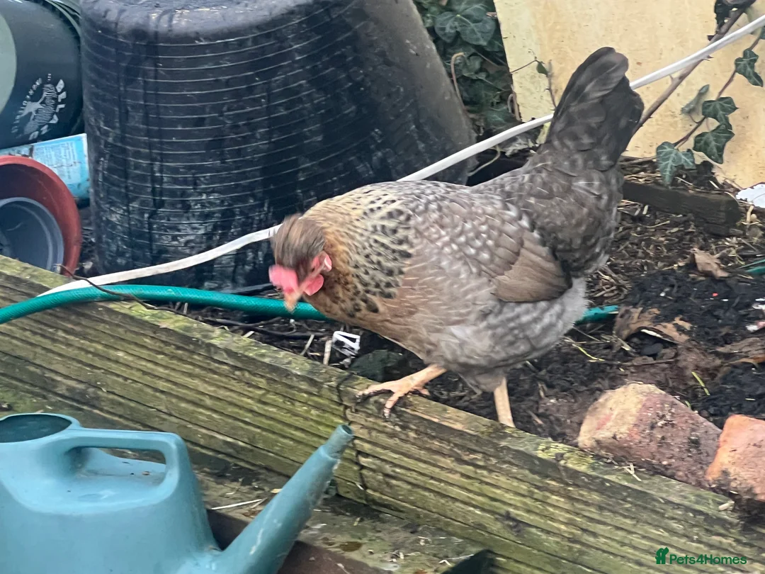 Chickens poultry for sale: Point of lay hens  - Advert 6