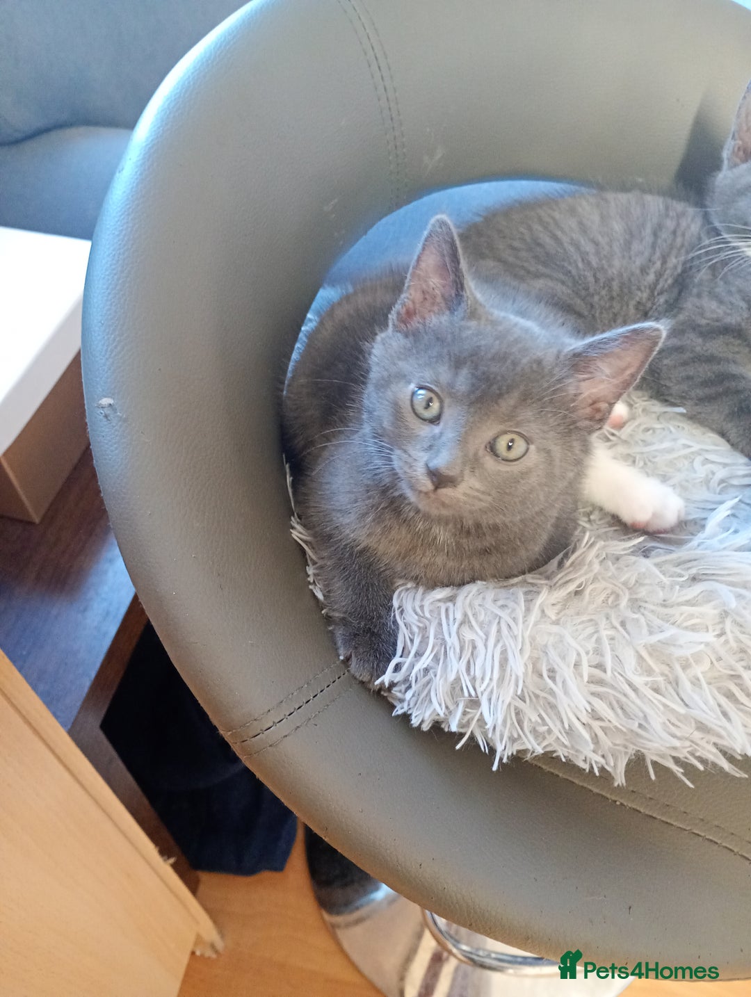 Mixed Breed cats for sale: Blue russian x European shorthair mix - Advert 3