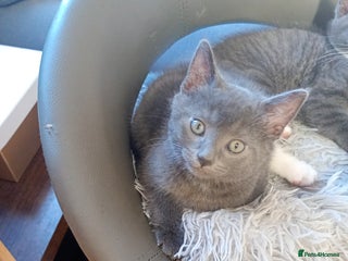 Mixed Breed cats Blue russian x European shorthair mix - Advert 13