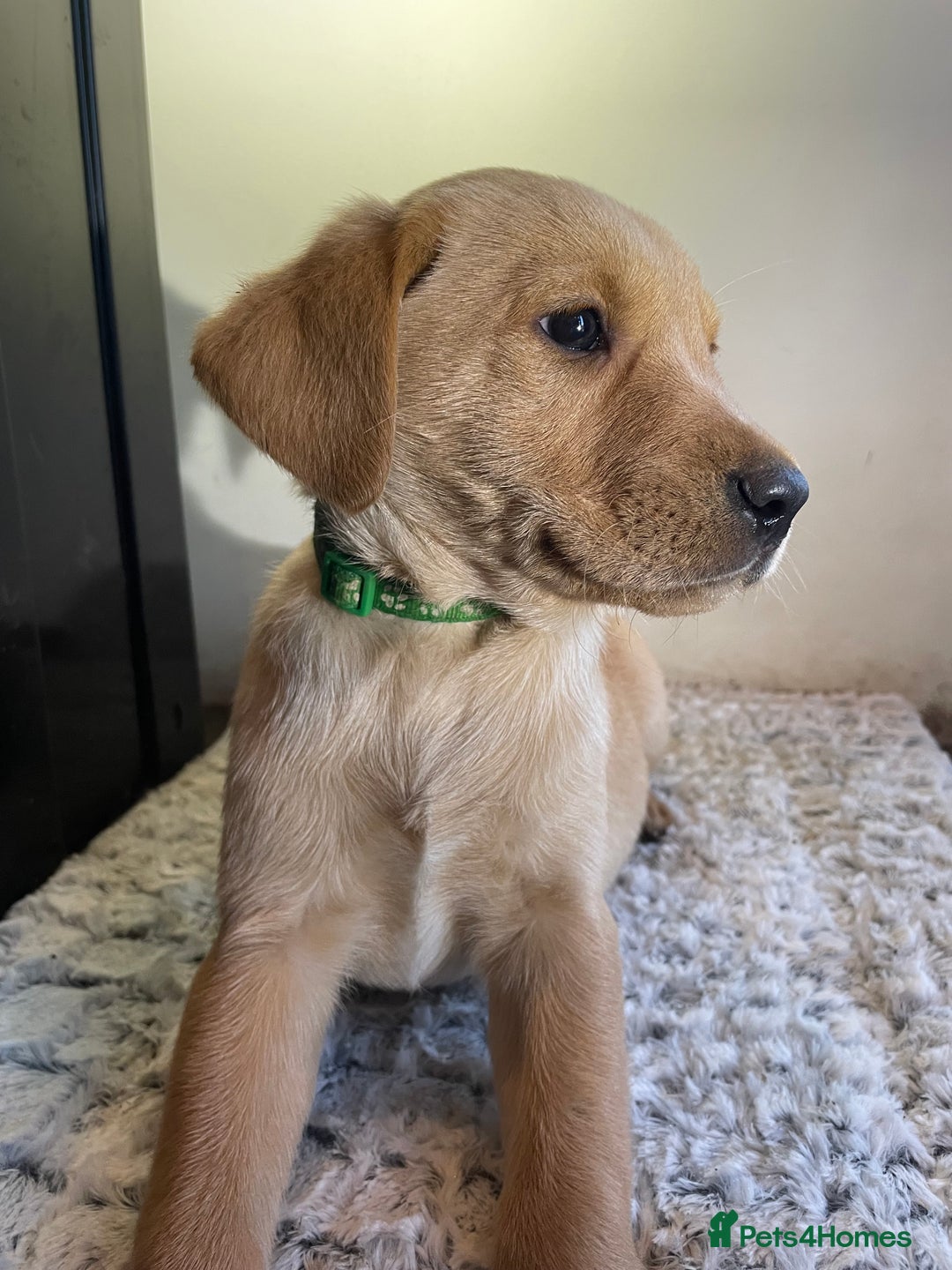 Labrador Retriever dogs for sale: Reduced to 1200 Ready to go now   - Advert 24