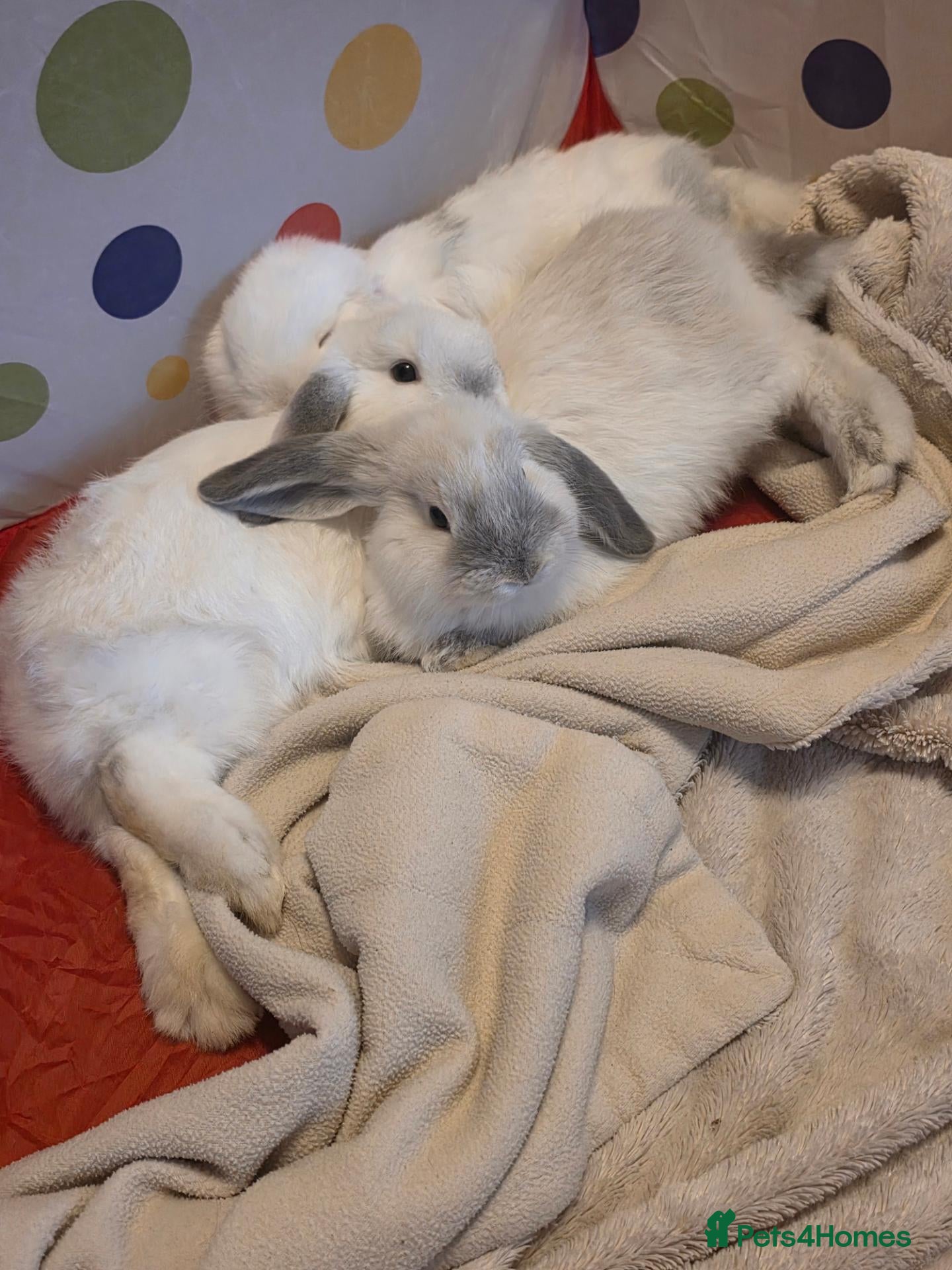 Mini Lop rabbits for sale: Mini lop babies ready now - Advert 17