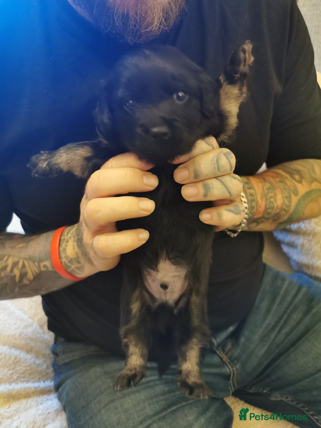 Mixed Breed dogs for sale: Little bundles of schweenie love!  - Image 7