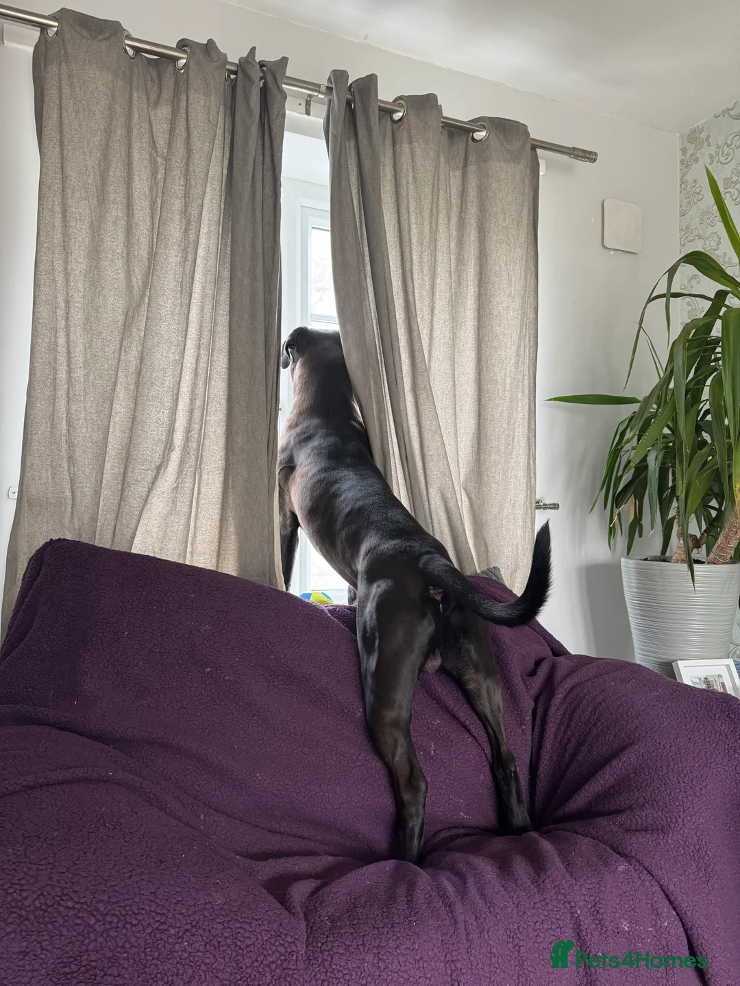 Cane Corso dogs for stud: Roger in Colchester - Advert 7