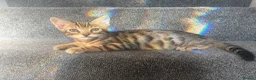 Bengal cats for sale: 🐾Stunning Bengal Kittens ready for Loving Homes🐾 - Advert 11