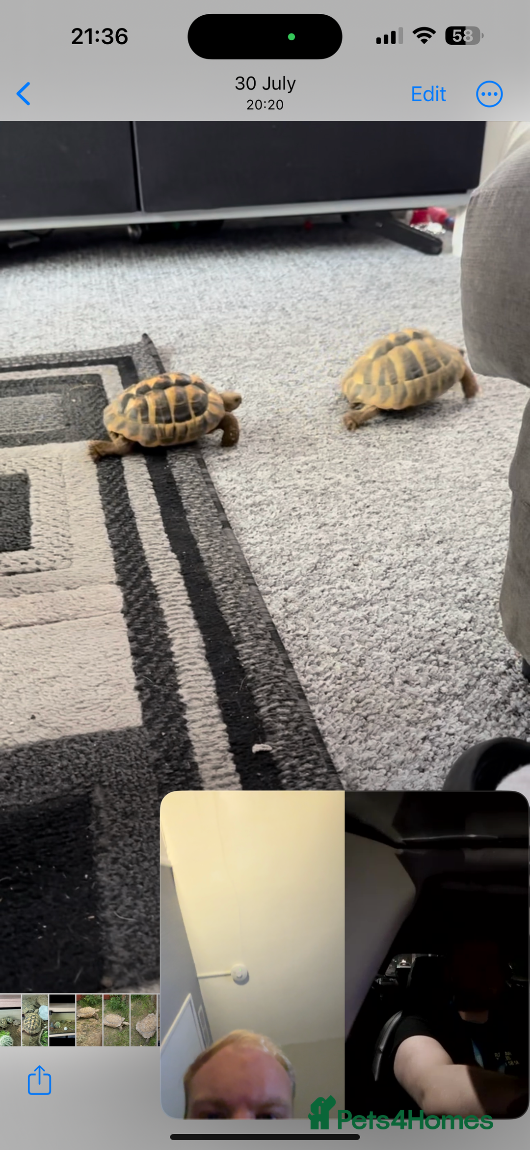 Tortoise reptiles for sale: Tortoises  - Image 3