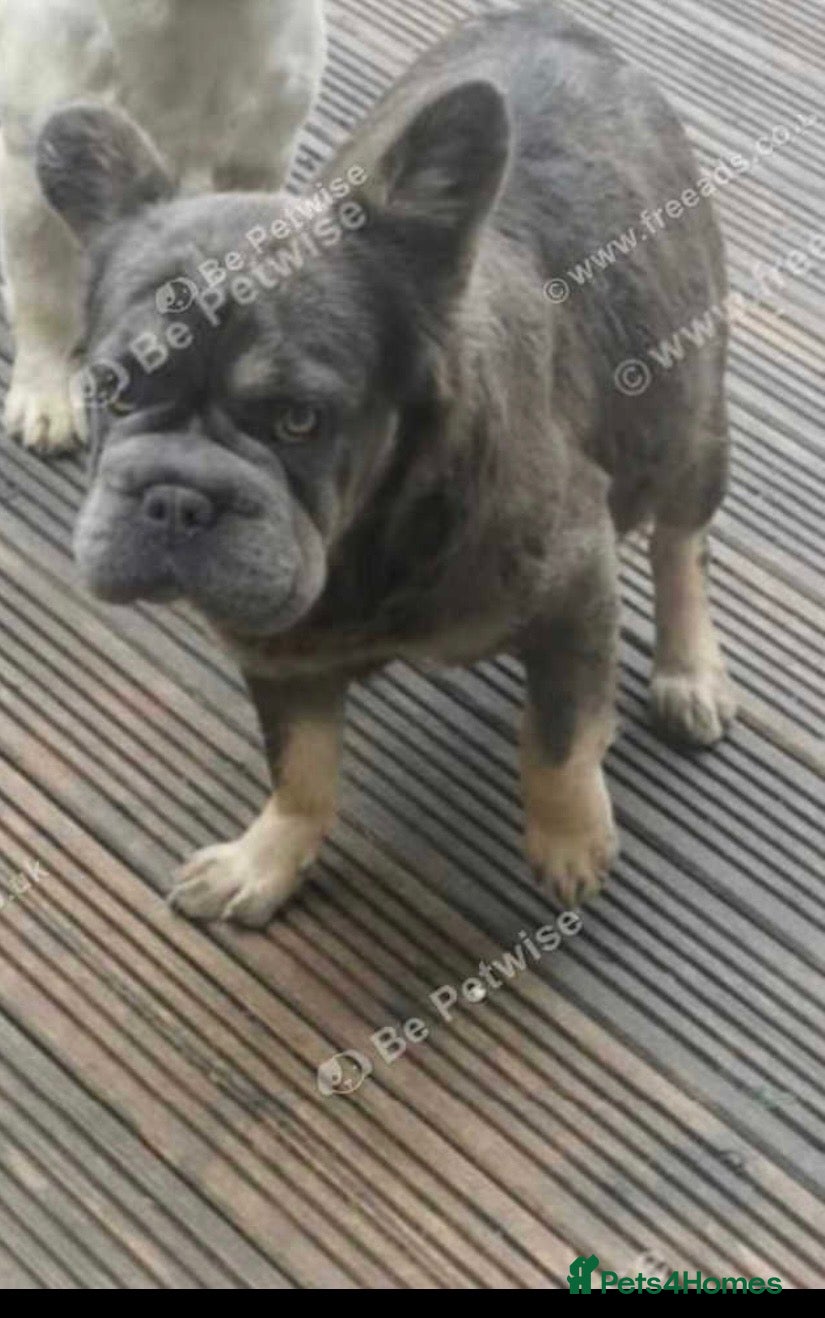 French Bulldog dogs 2 Beautiful  **  fluffy female French bulldog  - Advert 13