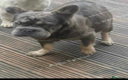 French Bulldog dogs for sale: Beautiful  **  fluffy female French bulldog  - Image 1