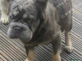 French Bulldog dogs - Advert 5