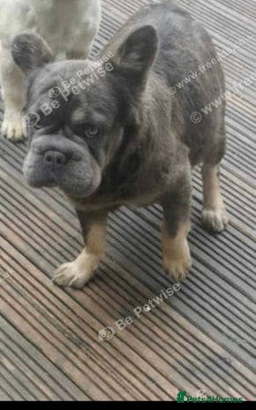 French Bulldog dogs - Advert 1