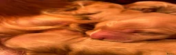Golden Retriever dogs for sale: 🐾💛 Golden retriever puppies available 💛🐾 - Advert 1