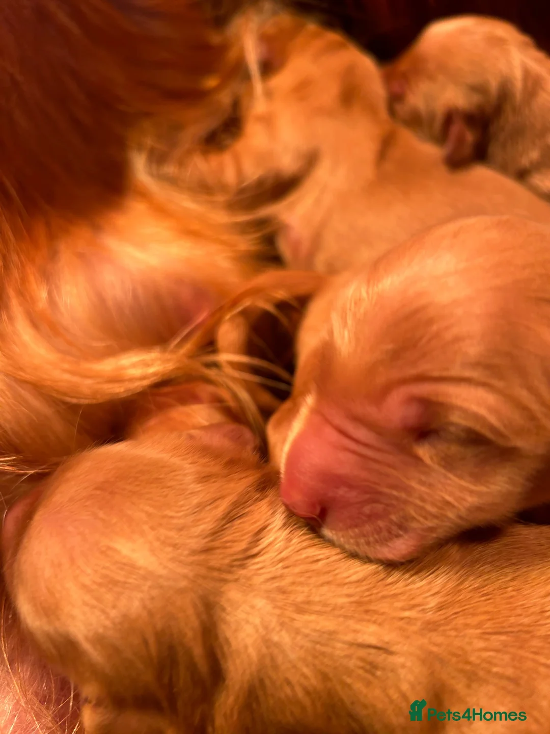 Golden Retriever dogs for sale: 🐾💛 Golden retriever puppies available 💛🐾 - Advert 1