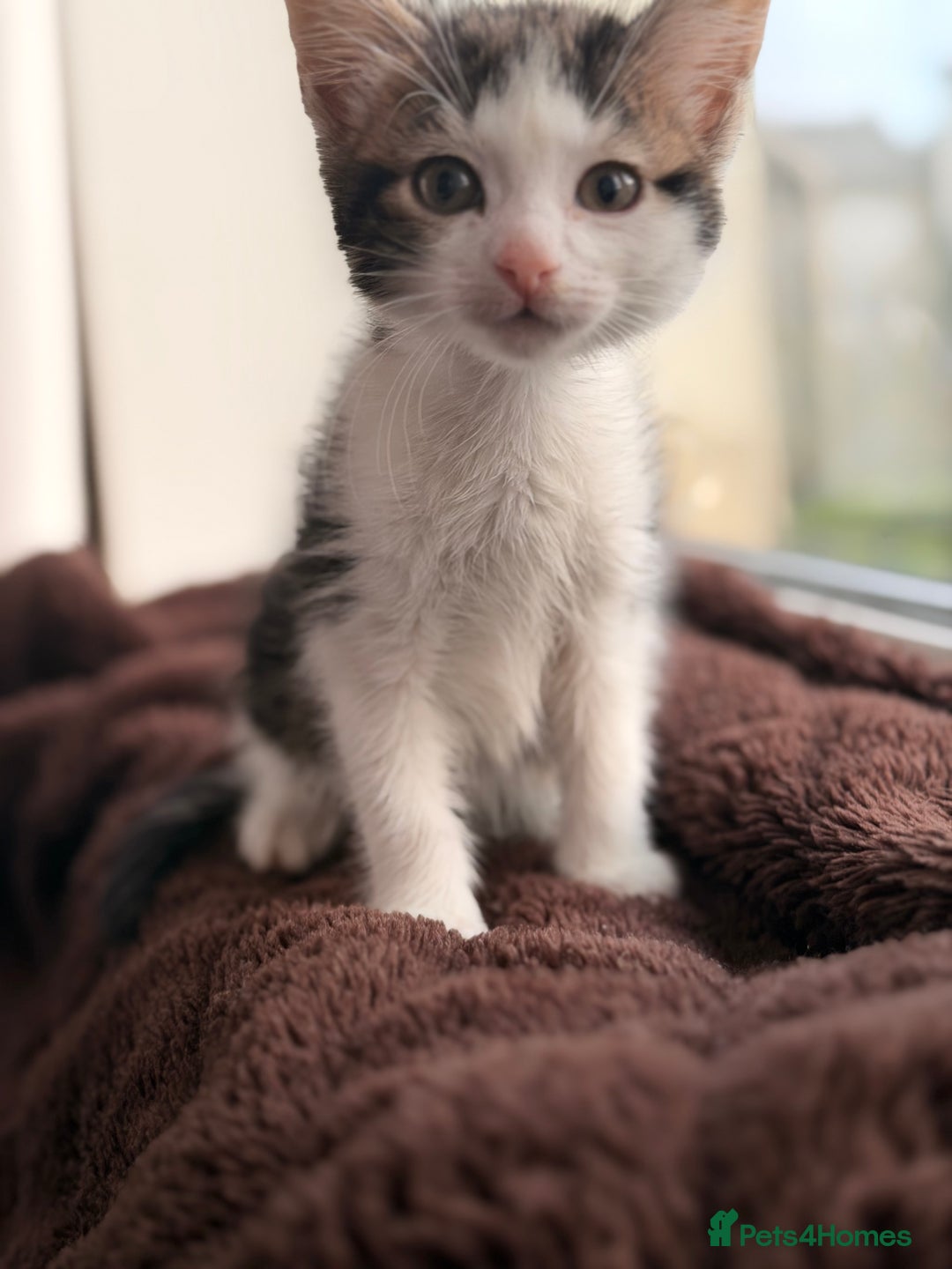 Mixed Breed cats for sale: Mixed breed kittens  - Advert 6